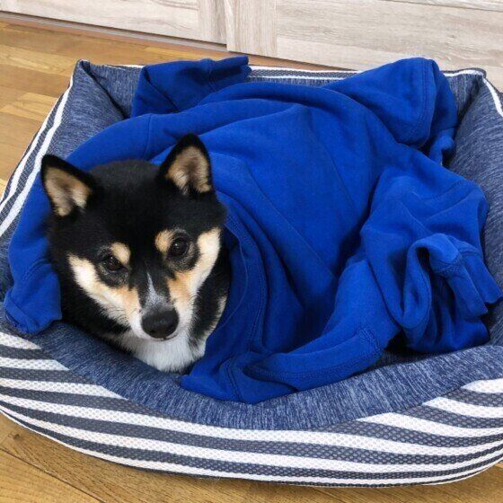 獣医師監修 犬の冬の寒さ対策を徹底解説 室内飼いから外飼いまで いぬのきもちweb Magazine