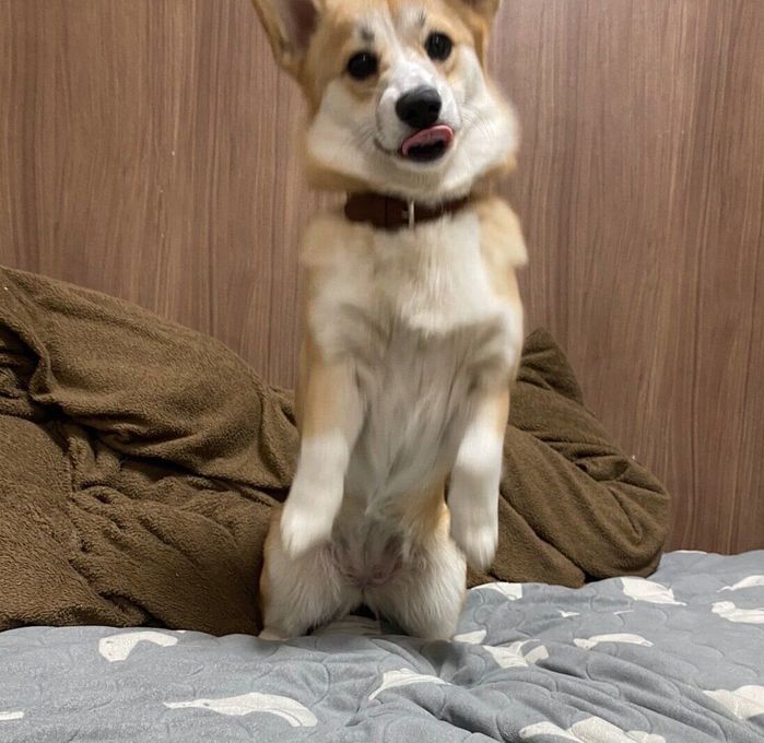 布団にダイブするコパンちゃん
