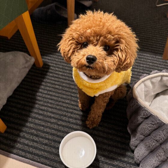 歯磨きをして水分補給をするトイ・プードル