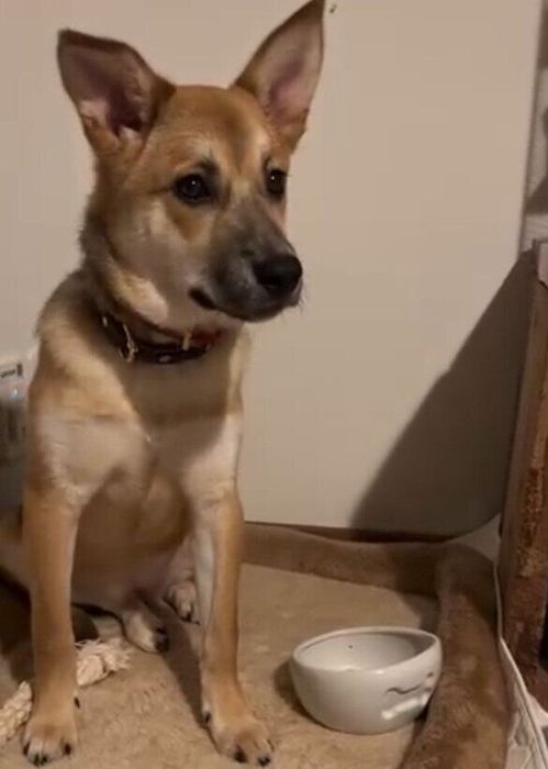 飼い主からおやつをもらう前の犬