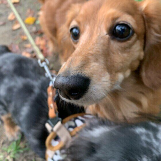 ミニチュア・ダックスフンドのうなちゃん