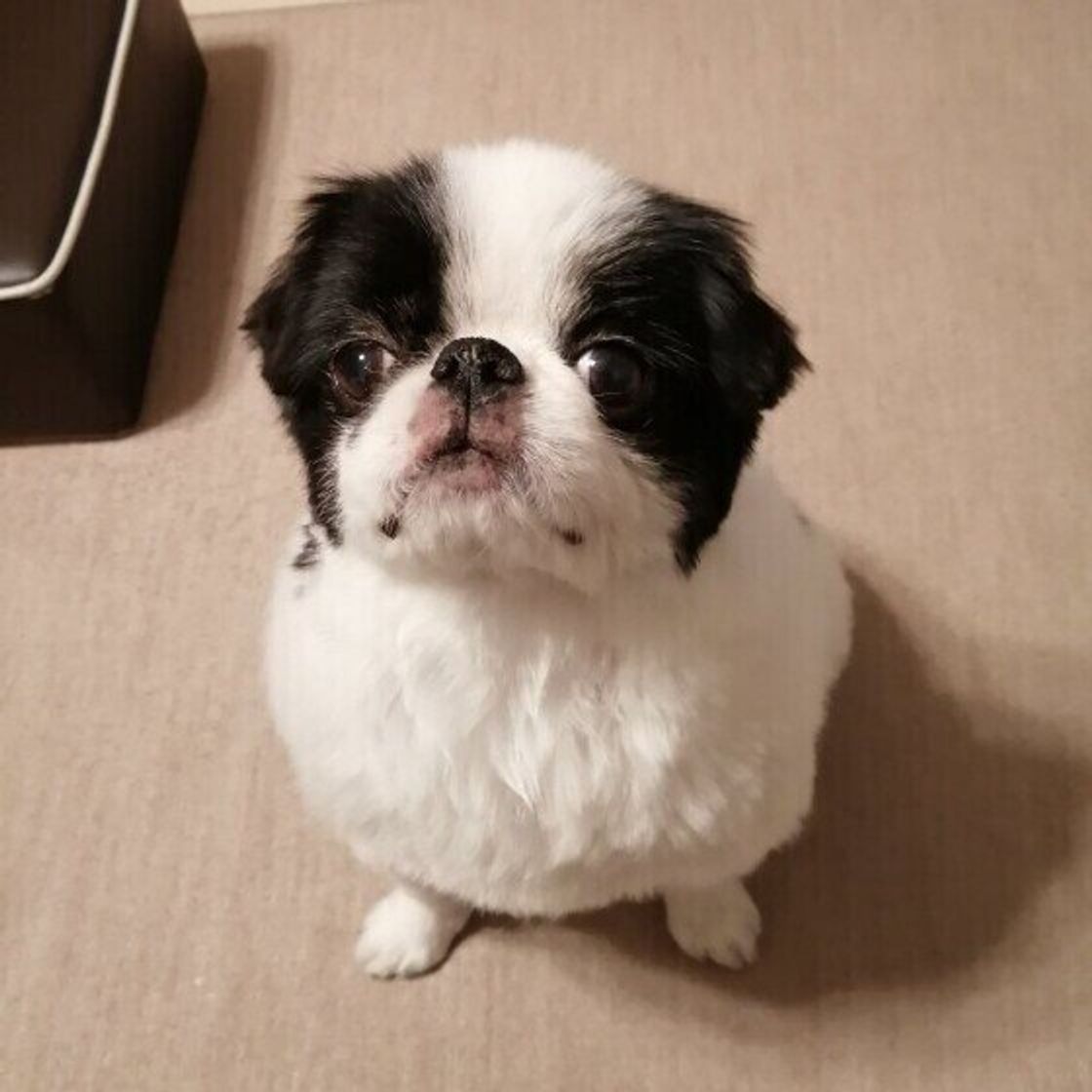 急上昇した名前も 21年人気名前ランキング オス犬部門 いぬのきもちweb Magazine 急上昇した名前も 21年人気名前ランキング オス犬部門 いぬのきもちweb Magazine