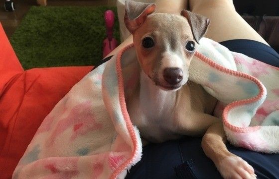 見つめるイタリアン・グレーハウンド