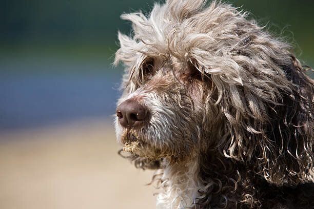 ポーチュギーズ・ウォーター・ドッグ