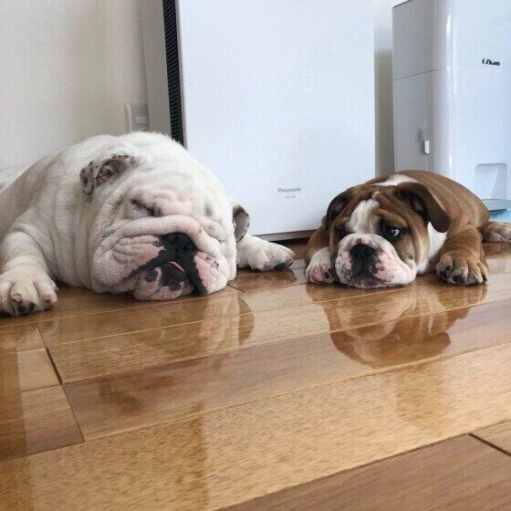 ブルドッグのバムくんとボンくん