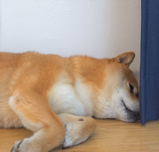 寝る柴犬のはちくん