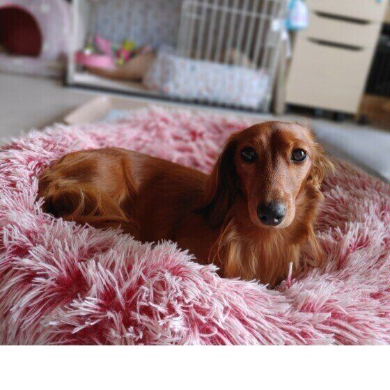 ふわふわが大好きなエルマちゃん