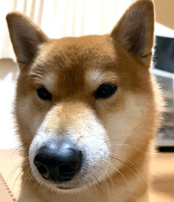 飼い主さんのことを心配するこたろうくん