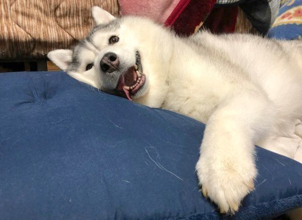 くつろぐシルビアちゃん