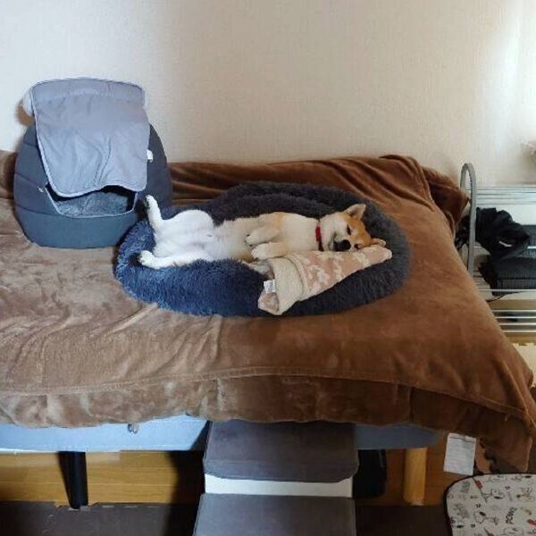 動かずに飼い主さんを見送るこま次郎くん