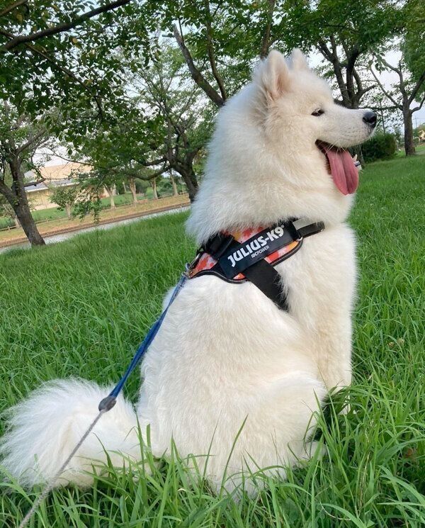 遠くにいる犬を見るラキシスちゃん