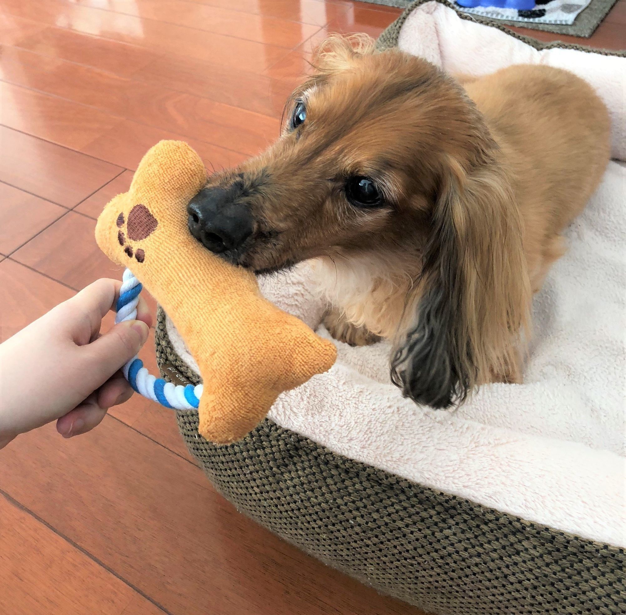 骨型ロープで遊ぶ犬