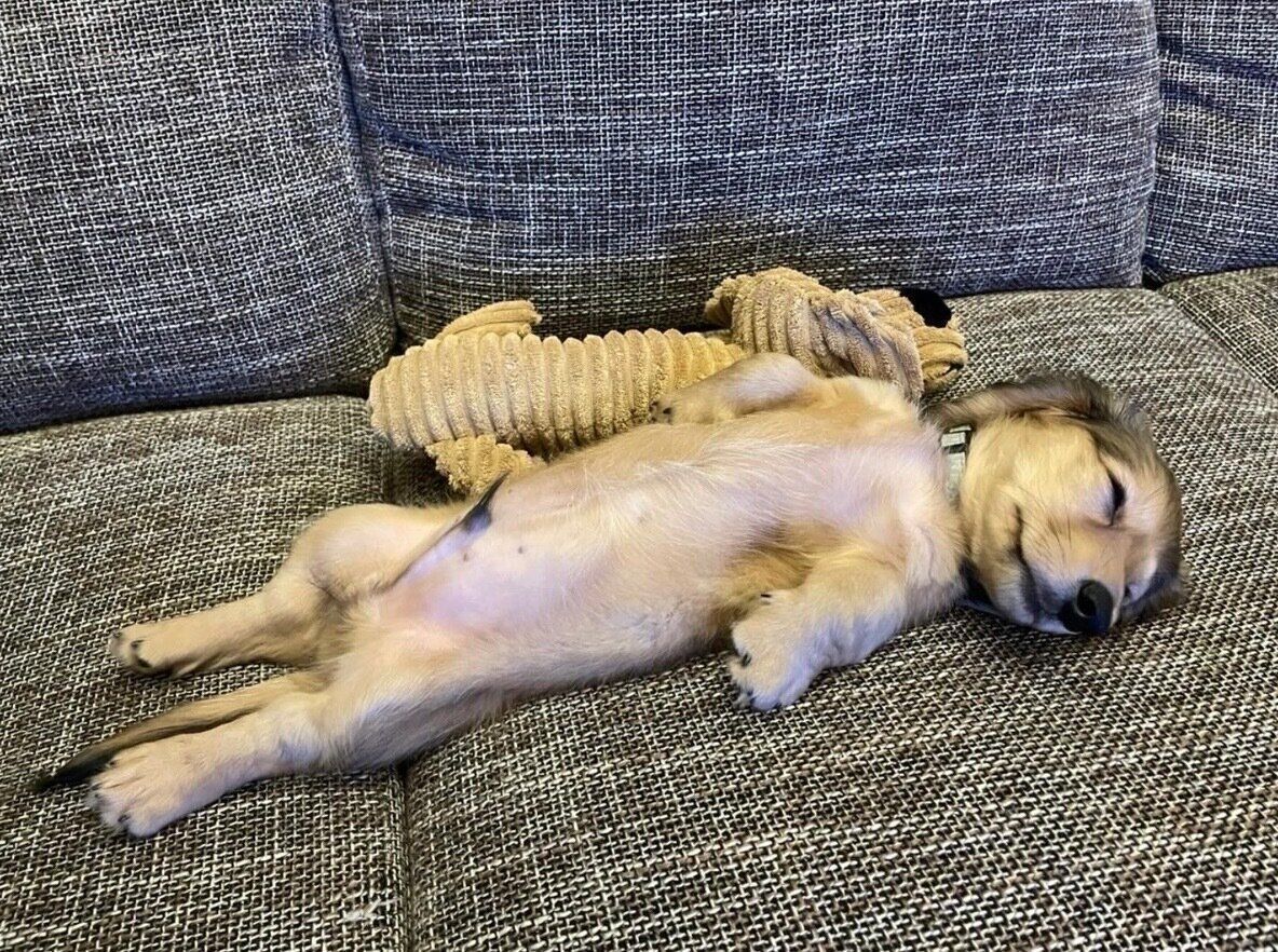 ヘソ天するテンくん