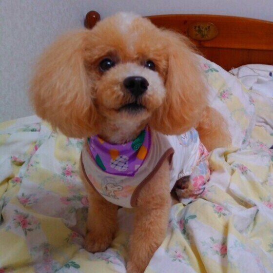 トイ・プードルのハービーくん