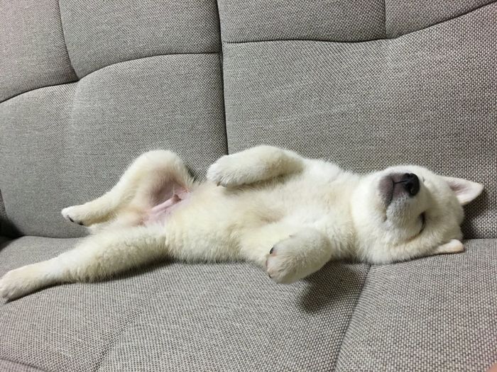 生後3カ月の柴犬