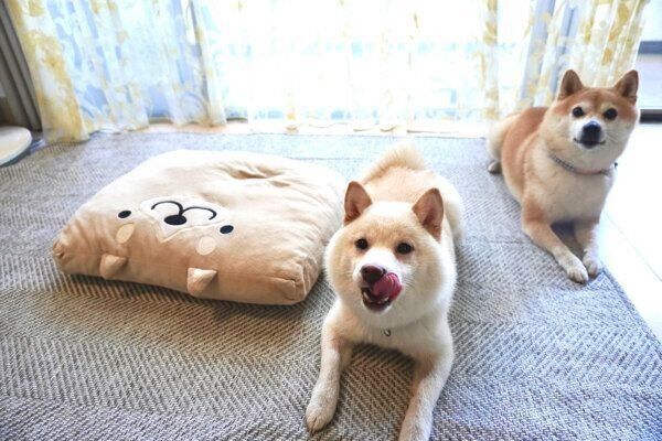 朝食待ちのくるみちゃん、餅子ちゃん