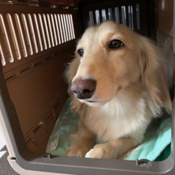 ミニチュア・ダックスフンド