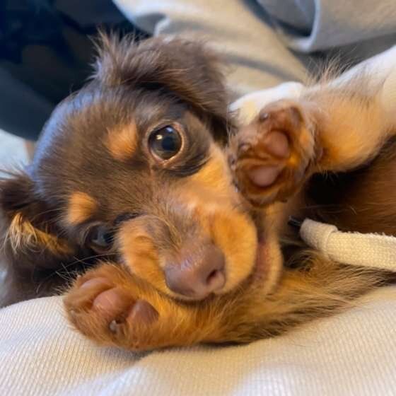 カニーヘン・ダックスフンド・ペロちゃん・肉球