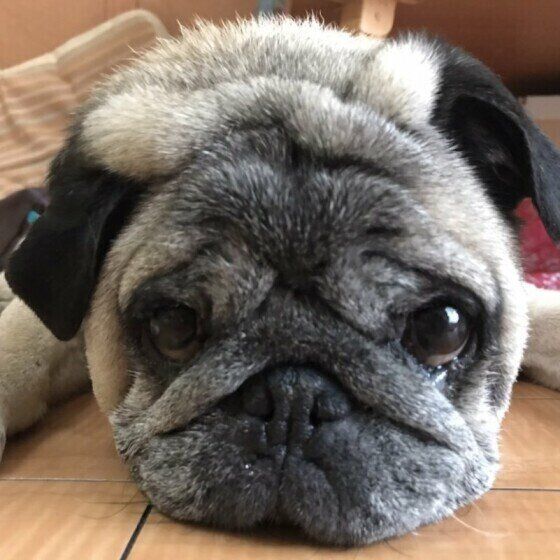 床にあごのせするパグ