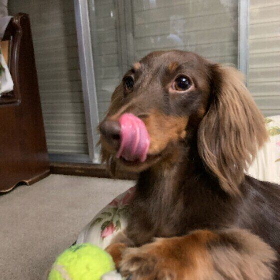 見つめるカニーンヘン・ダックスフンド