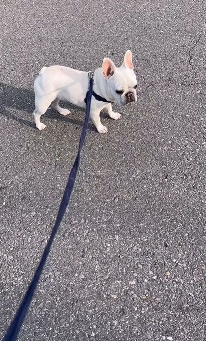 散歩で足を止めるパロくん