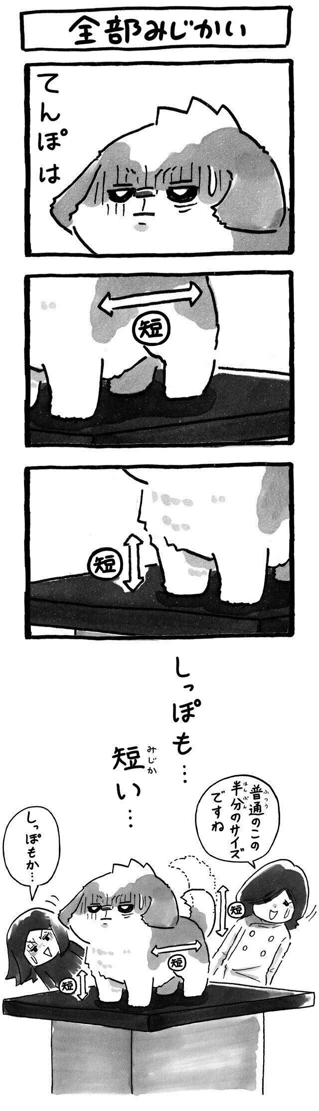 シーズー犬マンガてんぽshihtzu