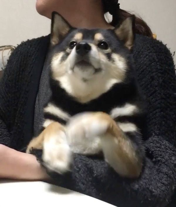柴わんこ様♡ありがとうございます♡ ゴハン…欲しいワン♪ 黒柴ちゃんの「サイレントおねだり」が激