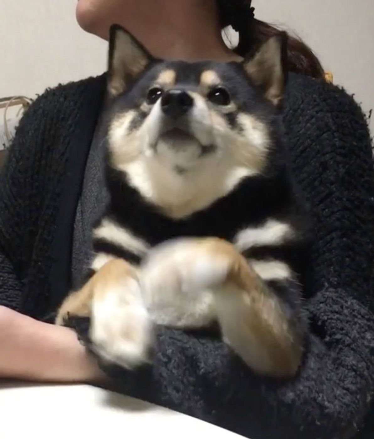 ゴハン 欲しいワン 黒柴ちゃんの サイレントおねだり が激カワ いぬのきもちweb Magazine ゴハン 欲しいワン 黒柴ちゃんの サイレントおねだり が激カワ いぬのきもちweb Magazine