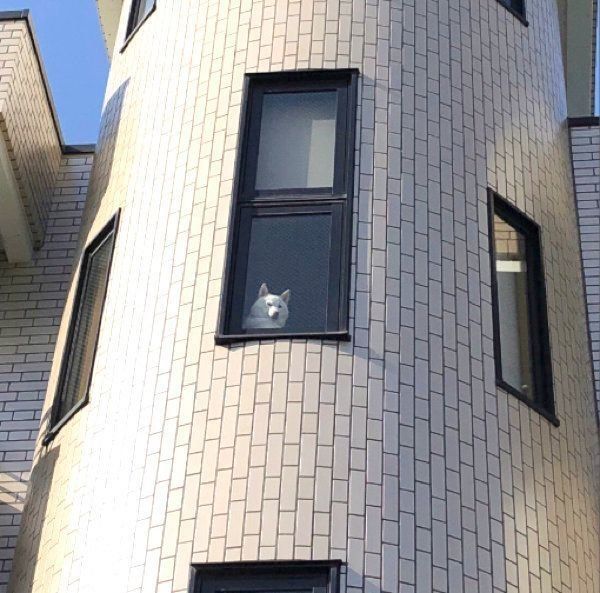 監視するチョビちゃん