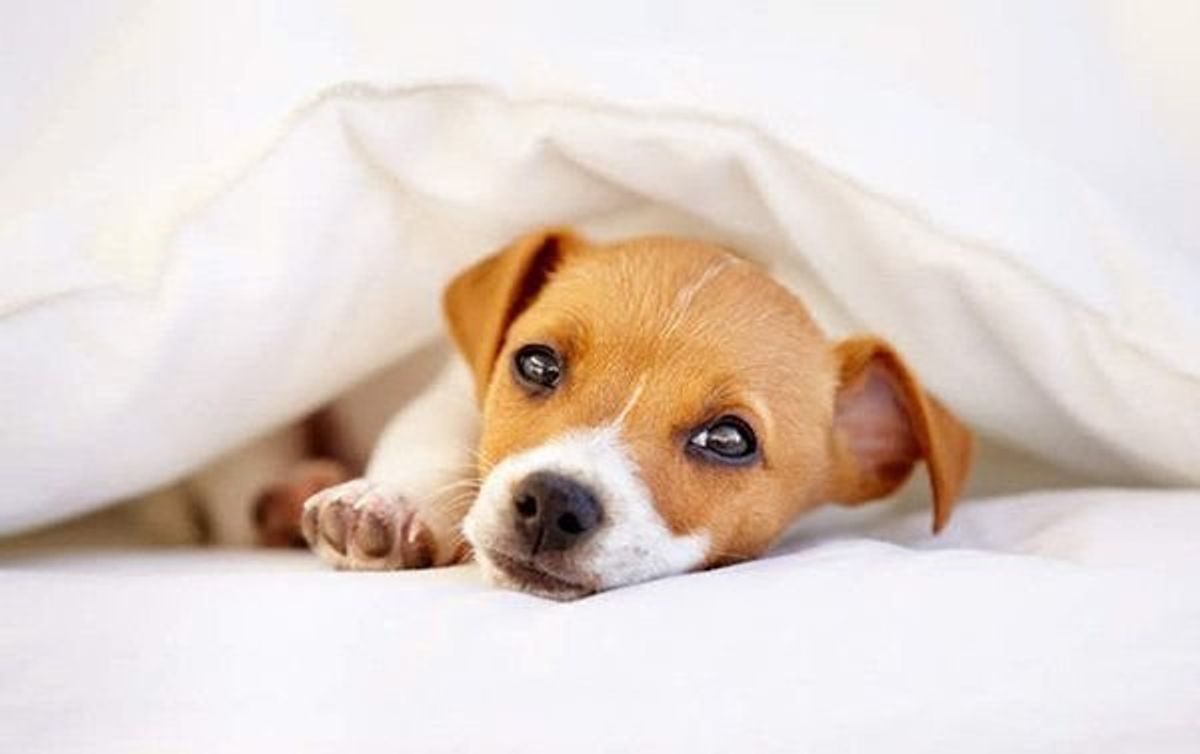 顔を見ればわかる 犬の 体調不良 を見分けるポイントは いぬのきもちweb Magazine 顔を見ればわかる 犬の 体調不良 を見分けるポイントは いぬのきもちweb Magazine