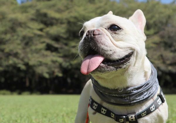 フレンチ・ブルドッグの天ちゃん