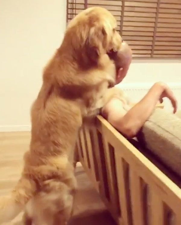 パパを舐めるゴールデン・レトリーバー