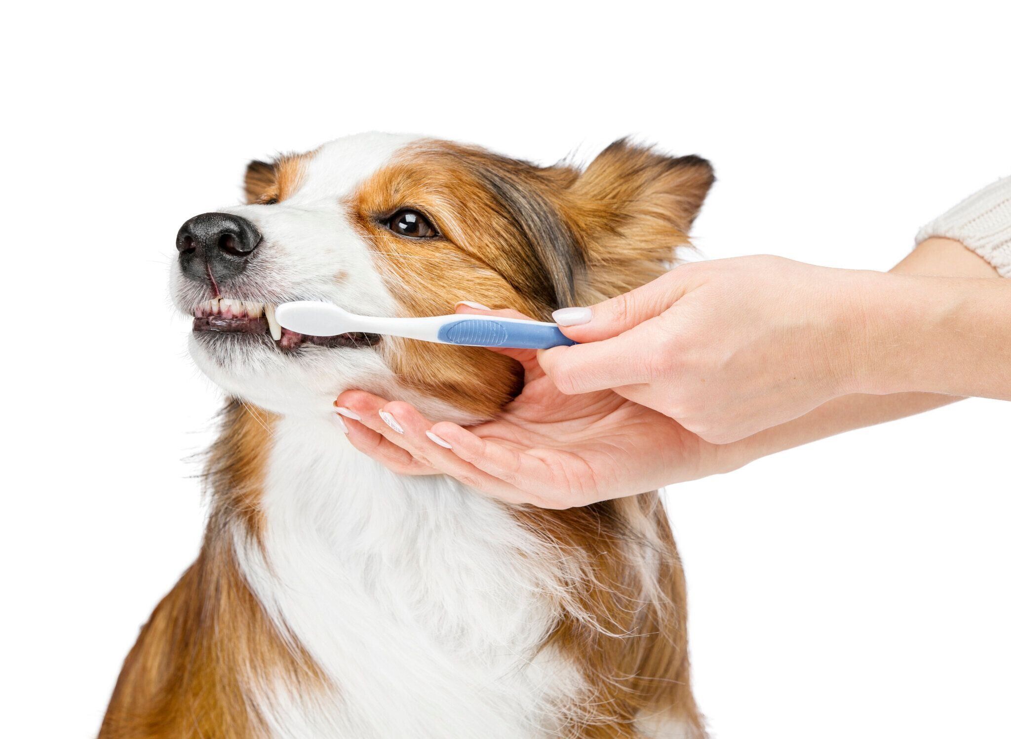 歯磨きする犬