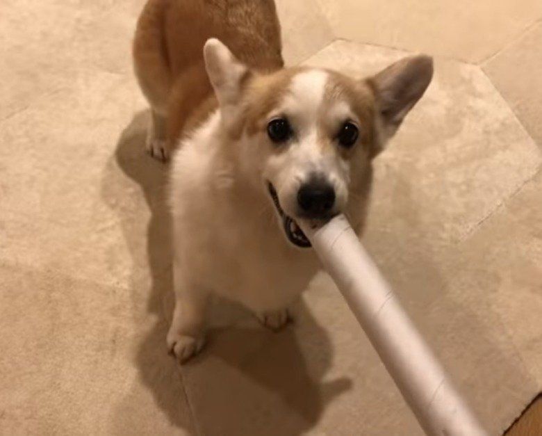 ラップの芯を口にする犬