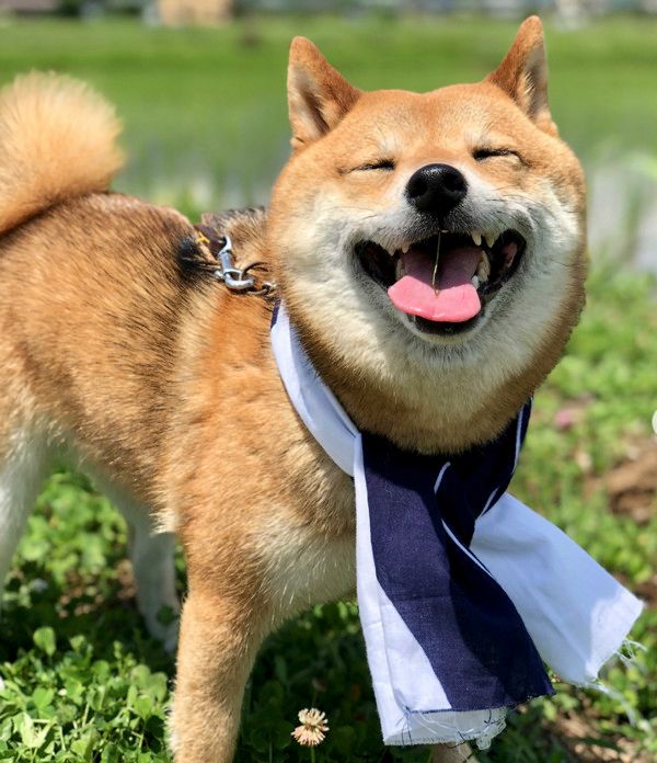 雨で濡れちゃった豆柴