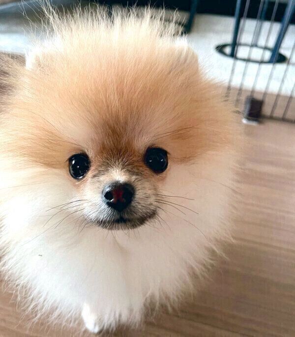 見つめるミサイルちゃん