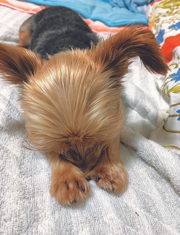 モアナちゃん（メス・３才／ 2.7㎏／ヨークシャー・テリア）