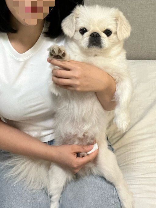 2才のペキニーズ