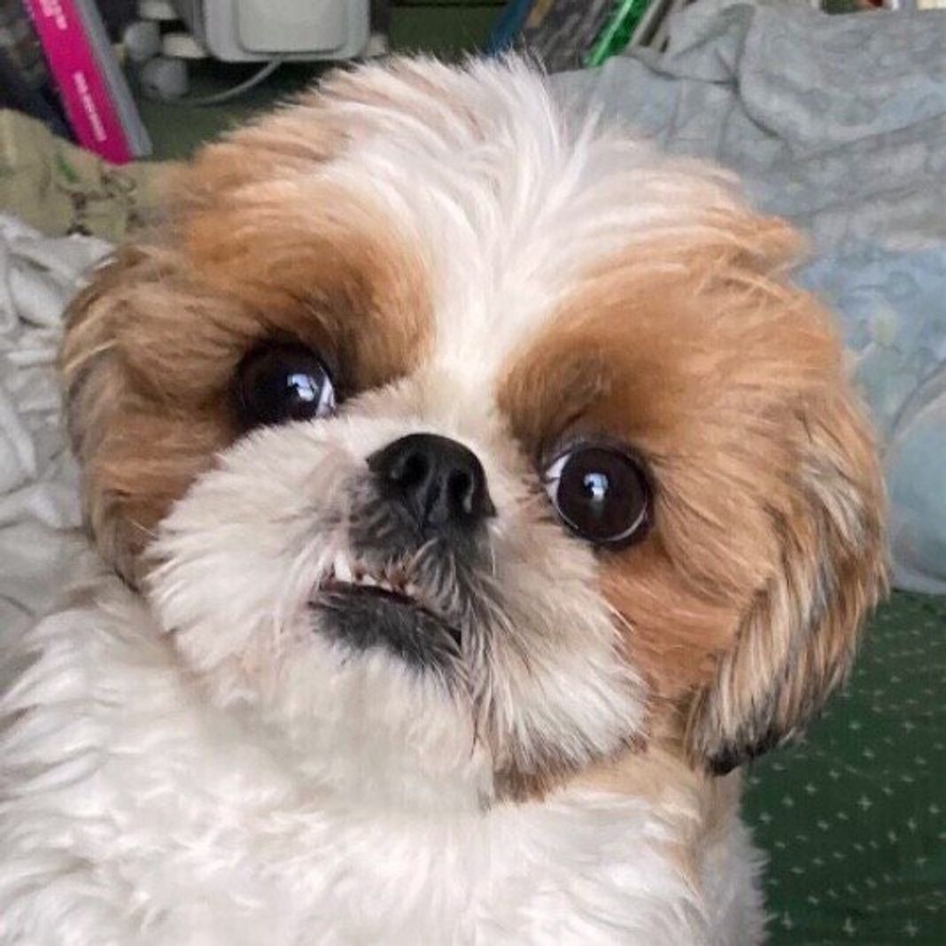 犬も 歯ぎしり をするの 原因と対処法を獣医師が解説 いぬのきもちweb Magazine 犬も 歯ぎしり をするの 原因と対処法を獣医師が解説 いぬのきもちweb Magazine