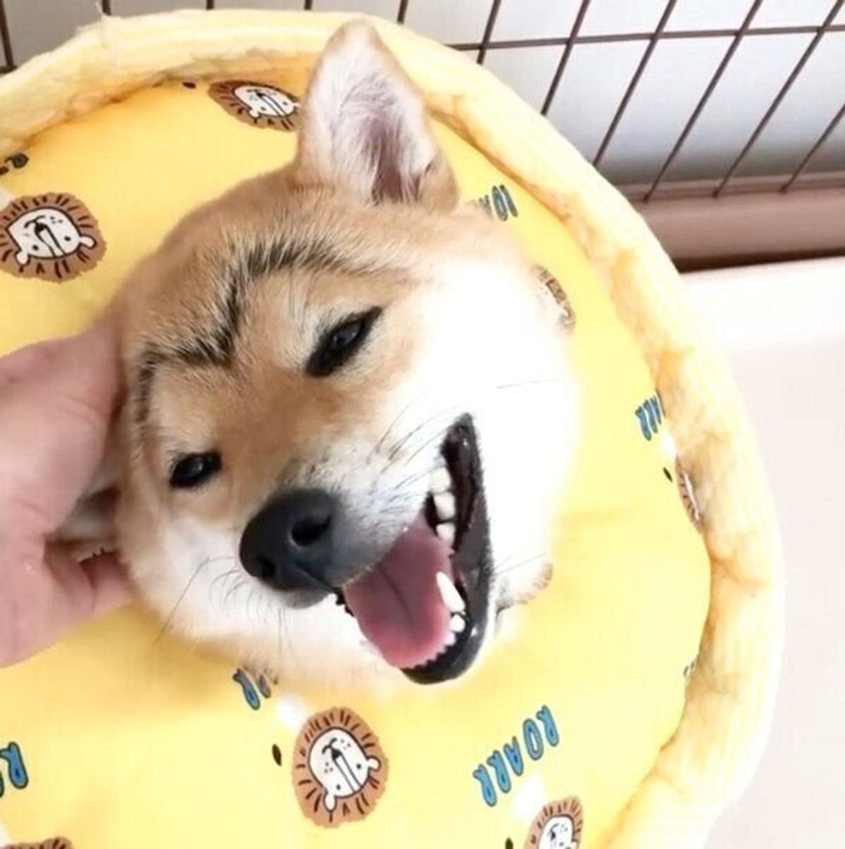 お散歩で会った人全員にツッコまれる 笑 豆柴のくっきりカモメ眉が可愛すぎ いぬのきもちweb Magazine お散歩で会った人全員にツッコまれる 笑 豆柴のくっきりカモメ眉が可愛すぎ いぬのきもちweb Magazine