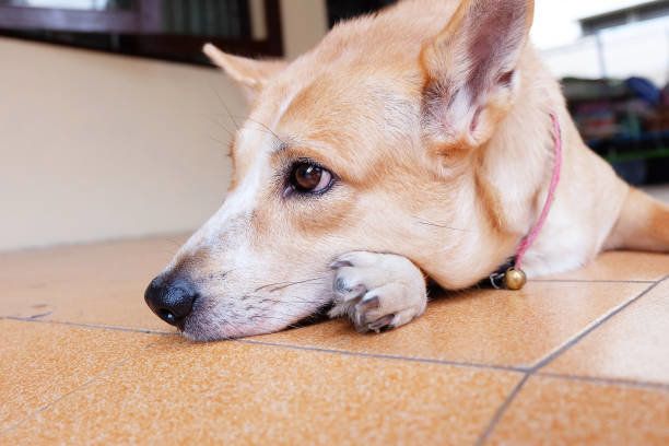 タイ・リッジバッグ・ドッグ