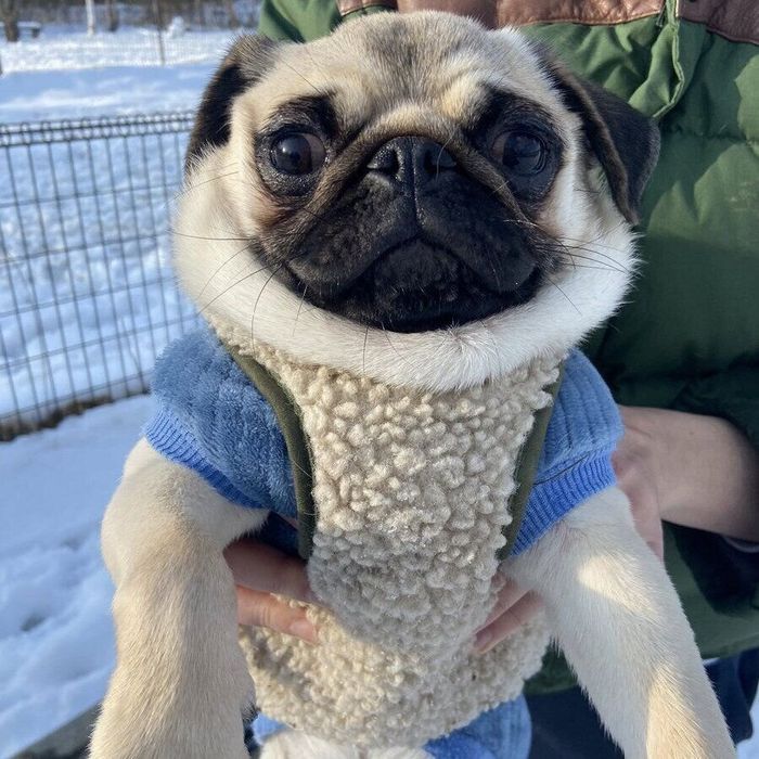 冬服を着るこむぎちゃん