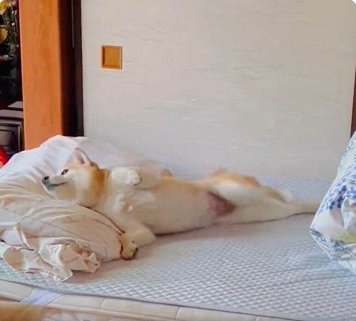枕にスリスリするまりちゃん