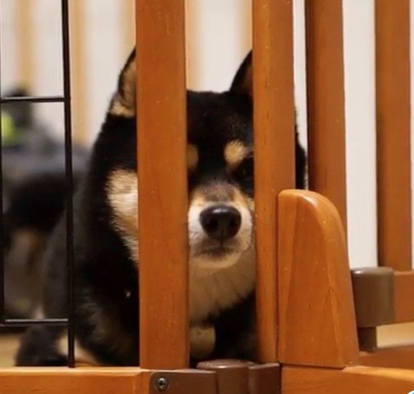 散歩に行きたい犬