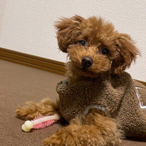 見つめるトイ・プードル