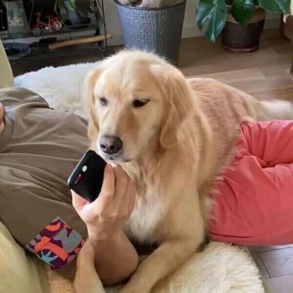 「スマホは見ないで！」と邪魔をするぽそちゃん