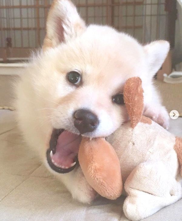 おもちゃで遊ぶ白柴