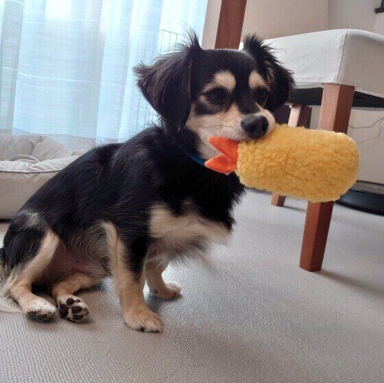 おもちゃをくわえる犬