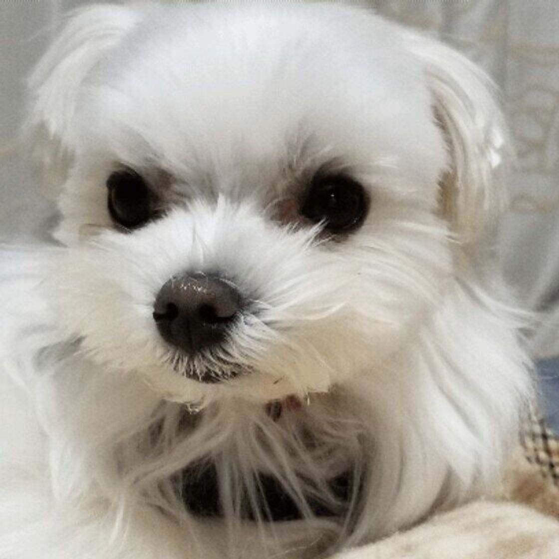 獣医師監修 犬にネギは絶対にng 食べてしまったときの症状と対処方法 いぬのきもちweb Magazine 獣医師監修 犬にネギは絶対にng 食べてしまったときの症状と対処方法 いぬのきもちweb Magazine