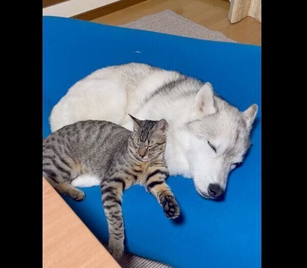 ユキちゃんと猫のサンくん